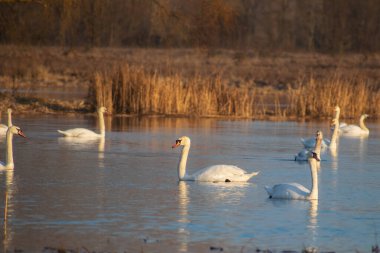 Gölette yüzen kuğular ve kazlar.