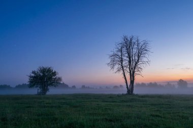 ormandaki sabah gündoğumu