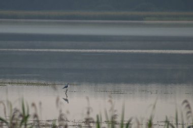 Gölde güzel beyaz bir kuğu
