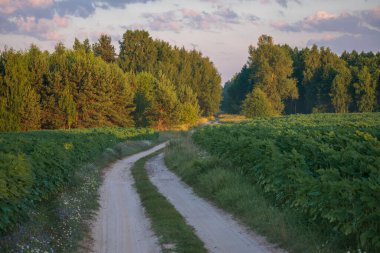 Tarlada gün batımı olan toprak bir yol. Buğday tarlası olan yaz manzarası.