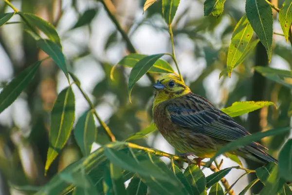 Ormandaki bir kuşun yakın çekimi.