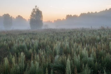 Güzel sabah sisi bir orman tarlasının üzerinde.
