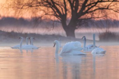 Kışın kuğular ve kuğular