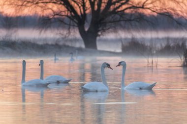 Nehir kıyısında kuğular