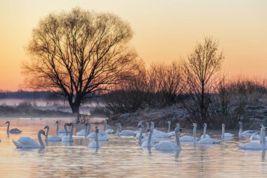 Göldeki kuğular ve kuğular