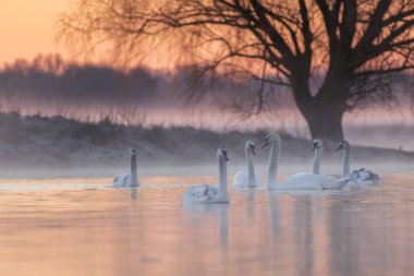 Gün doğumunda gölde yüzen güzel kuğular, doğa arka planı.