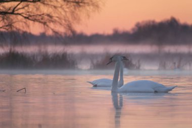 Gölde güzel bir kuğu