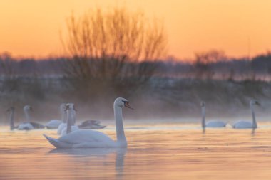 Kışın beyaz kuğular