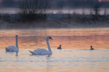 Gölde beyaz kuğular ve cygnus renkleri