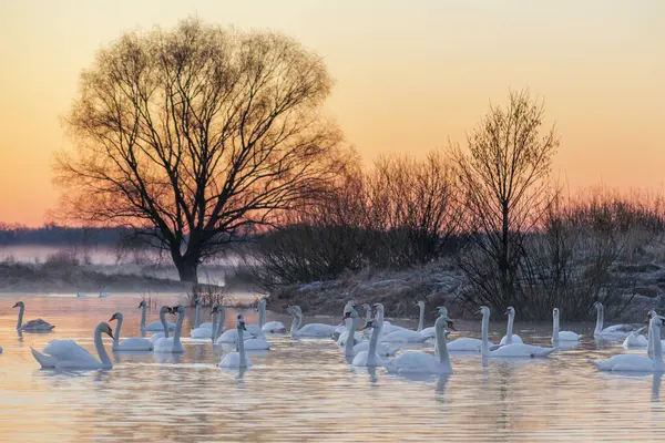 Göldeki kuğular ve kuğular