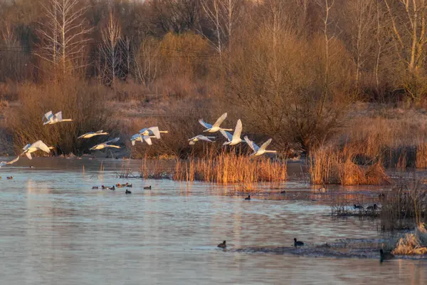Gölde bir kuğu sürüsü