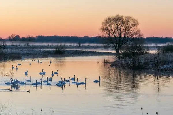 Gün batımında gölde kuğular