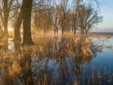 Sonbahar manzarası. Ormandaki ilk sabah
