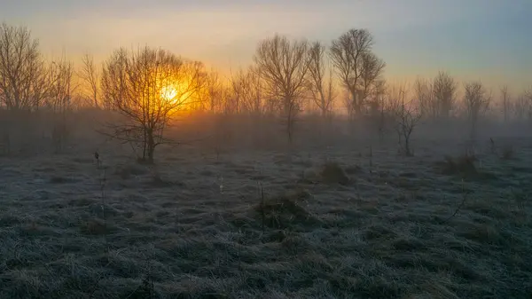 Sabah sisinin doğuşu, güneşin ilk ışıkları, ağaçlar kışın. Güneşin ilk ışınları dallardan yükseliyor.