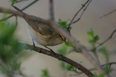 Sabah ormanında sis
