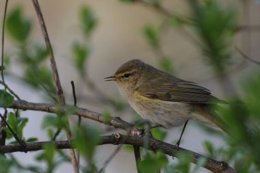 Sabah ormanında sis