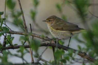 Sabah ormanında sis