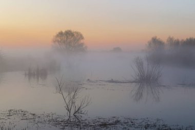 Sabah ormanında sis