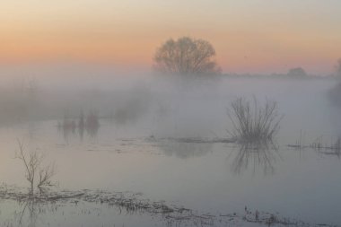 Sabah ormanında sis