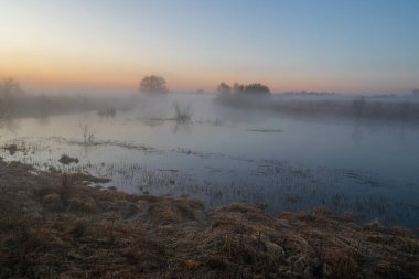 Sabah ormanında sis