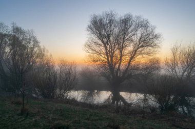 Sabah ormanında sis