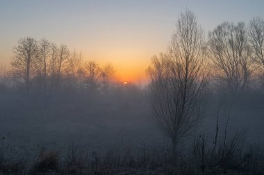 Sabah ormanında sis