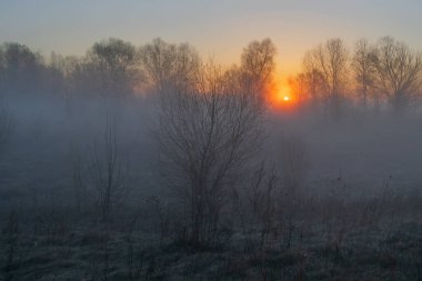 Sabah ormanında sis