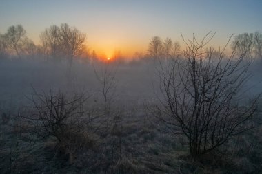 Sabah ormanında sis