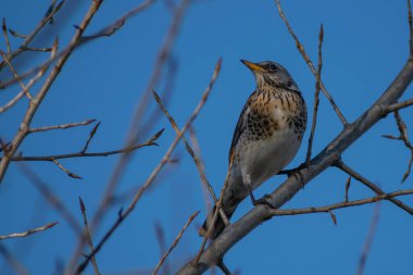 Sabah ormanında sis