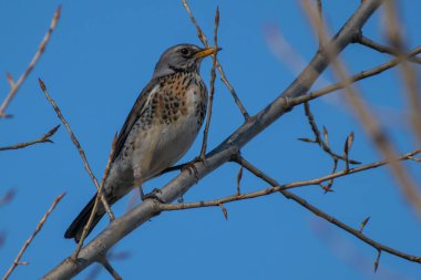 Sabah ormanında sis