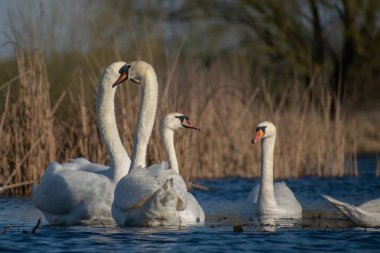 Sabah ormanında sis