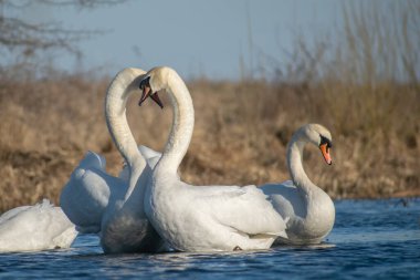 Sabah ormanında sis