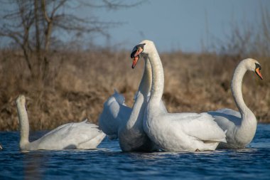 Sabah ormanında sis