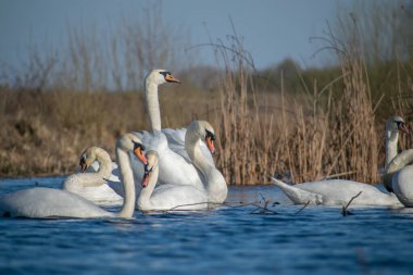 Sabah ormanında sis