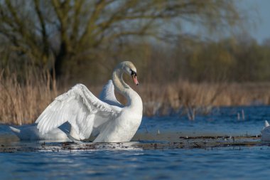 Sabah ormanında sis