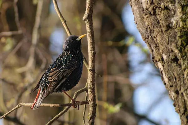 Sabah ormanında sis