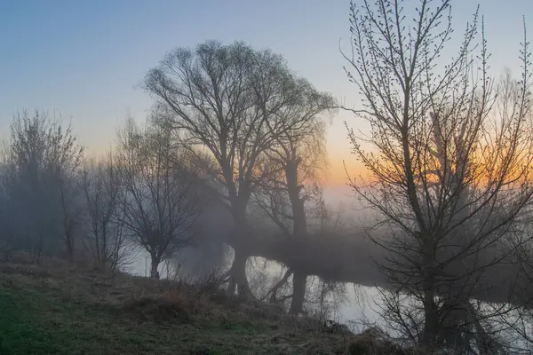 Sabah ormanında sis