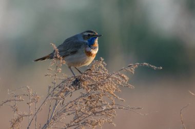 Bir ağacın dalındaki kuş