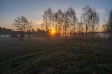 Arka planda, ormanın üzerinde güzel bir günbatımı. doğa arkaplanı