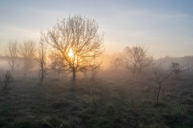 Sabah erkenden ormanda.