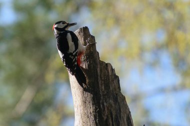 Ağaçtaki büyük ağaçkakan.