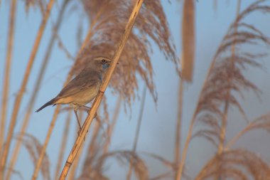 Ağaçtaki güzel kuş