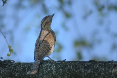 Güzel bir kuşun yakın çekimi.