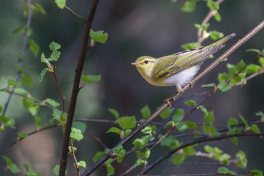 little yellow - tailed tit ( parus caeruleus )