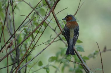 Güzel bir kuş manzarası