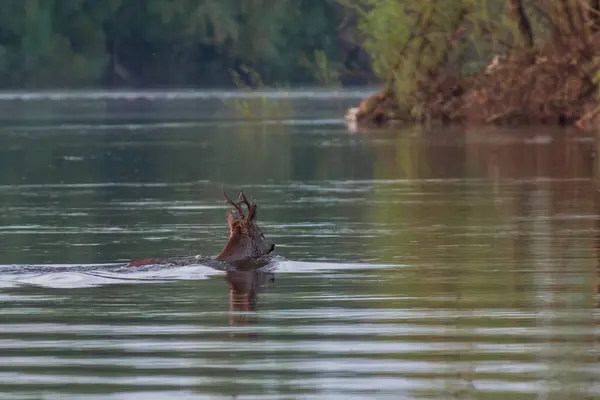 suyun içinde yaban ördeği