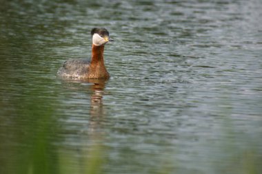 kırmızı ibikli grebe, rudicdiccrirurucristatus, Kuzey İrlanda 'da bir gölette