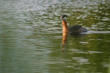 Sudaki bir kuşun yakın plan çekimi.