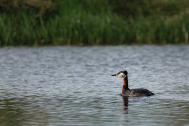 Doğal ortamda büyük ibikli yağ.