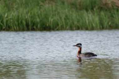 küçük bir siyah - gregregregregrebe (poşceps dicus ruolica )